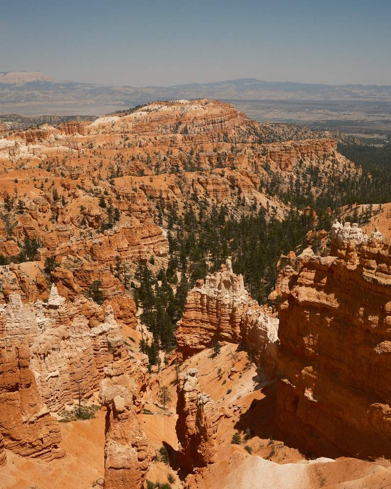 Orange hoodoos and pines filling a canyon under a pale sky